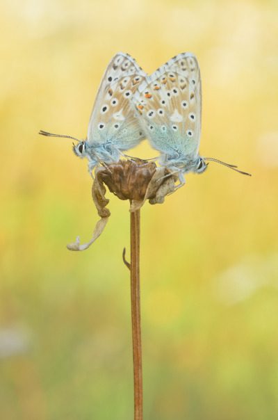 Light-blue-coloured butterflies with legs clasped to the receptacle or enlarged tip of a flower, with stem or stalk extending underneath, and indistinct background suggestive of fog or low-visibility conditions